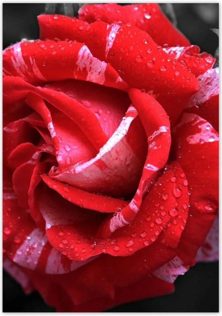 Poszterek 70x100 Fehér-piros rózsa