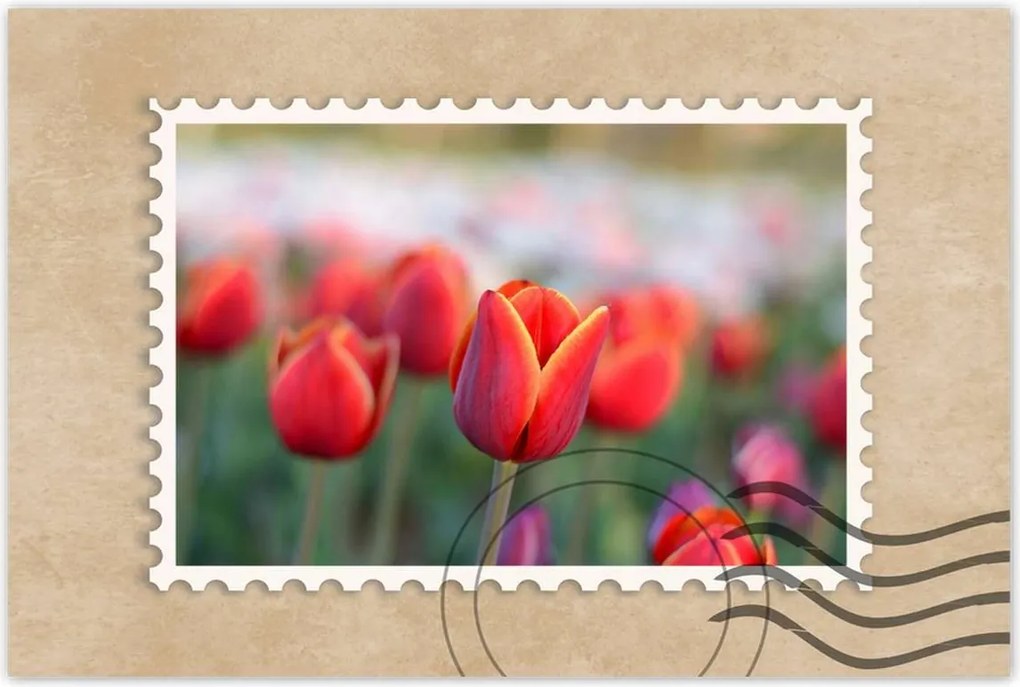 Poszterek 90x60 Tulipánok Virágok