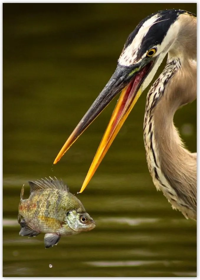 Poszterek A0 Pion Kalapos madár Tájkép Kilátás