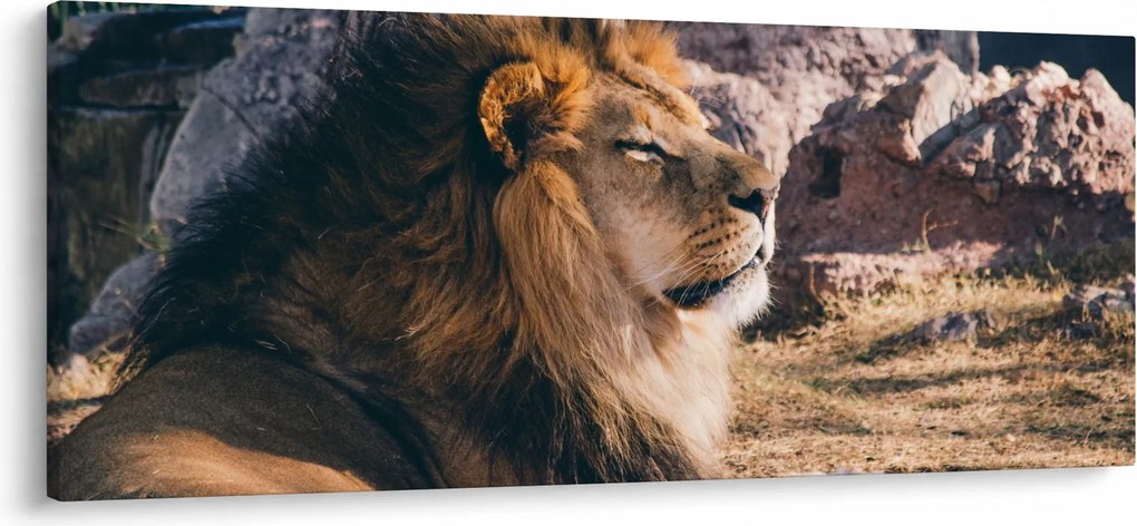 Egy fekvő oroszlán képe (120x50 cm)