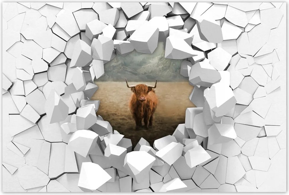 Poszterek 120x80 Skót tehén szarvasmarha