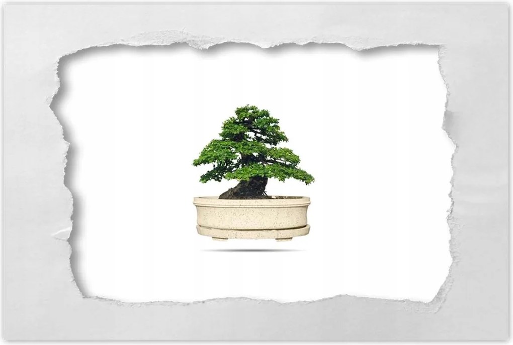 Poszterek 60x40 Bonsai fa