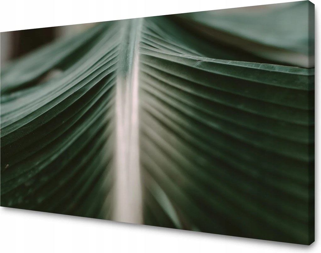 Vászonkép Természet Pálmalevél 100x60
