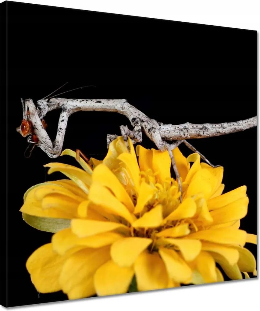 Vászonkép 40x40 Popa spurca sáska