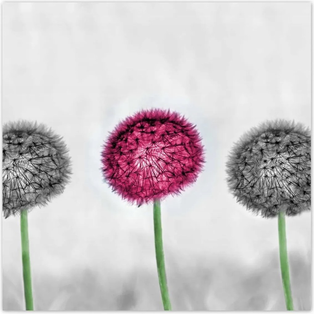 Poszterek 100x100 Rózsaszín pitypang virág