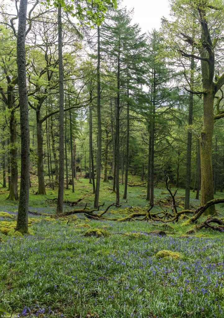 Poszter 21x29,7cm Fák az erdőben, Assaf Frank