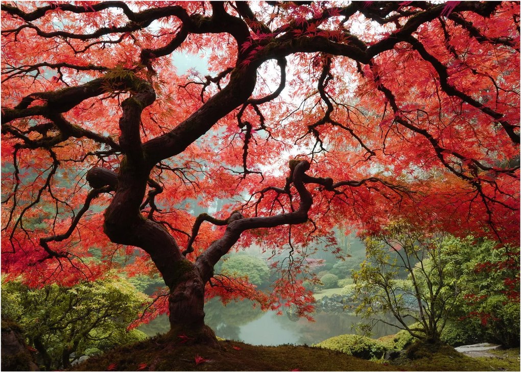 Red Japanese Maple, Portland, Oregon képe (70x50 cm)