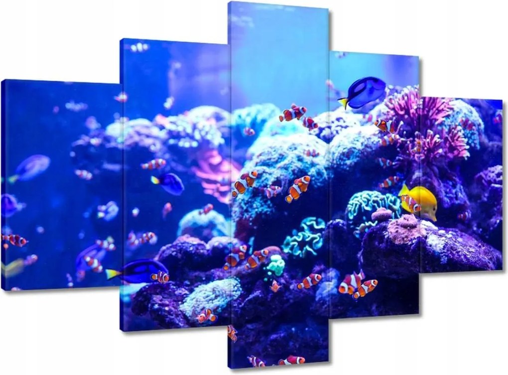 Képek 150x105 A Nemo halak vízi élete