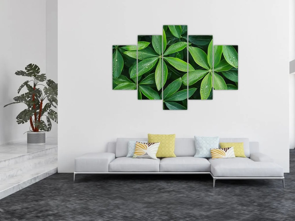 Kép - Levelek harmatcseppekkel (150x105 cm)