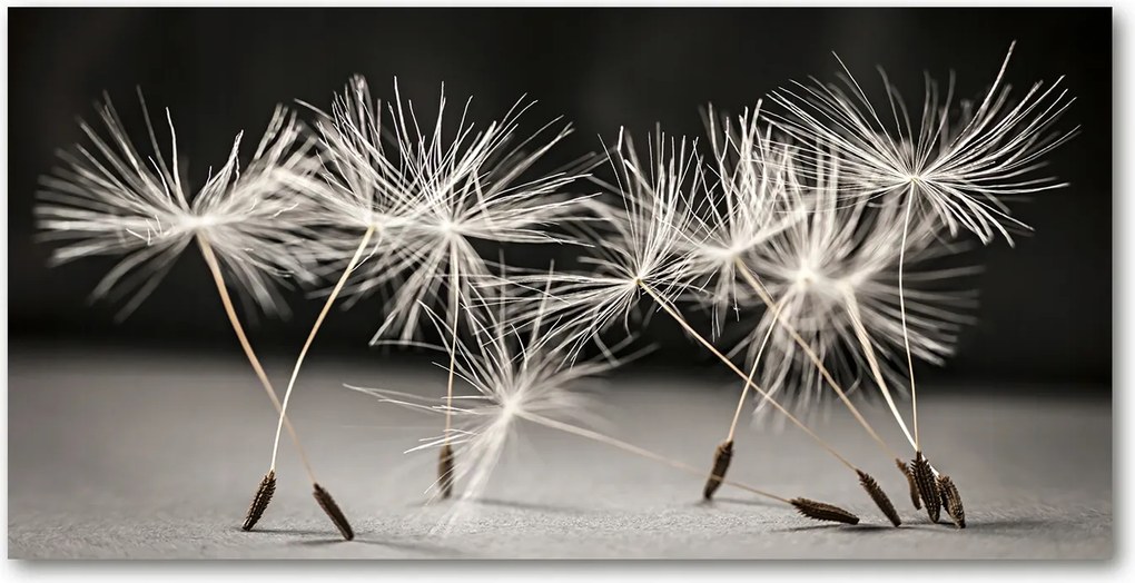 Fotó üvegkép Pitypang magok 140x70