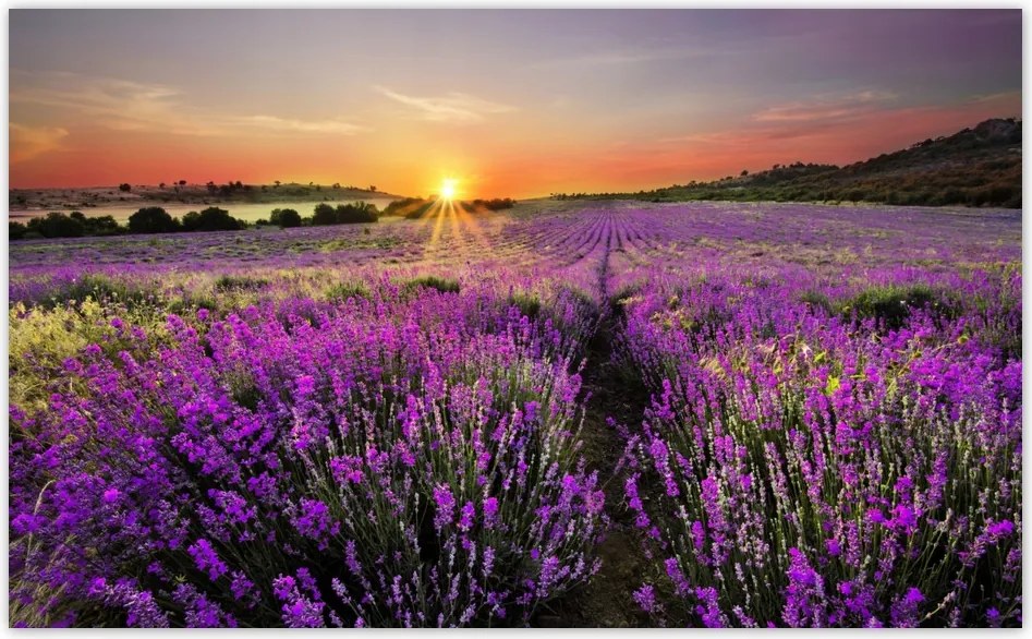 Fotótapéta flizelina 416x254 Levendula mező Nyugat