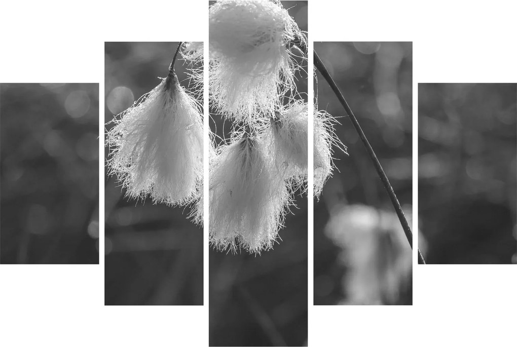 Kép - Cottongrass (150x105 cm)