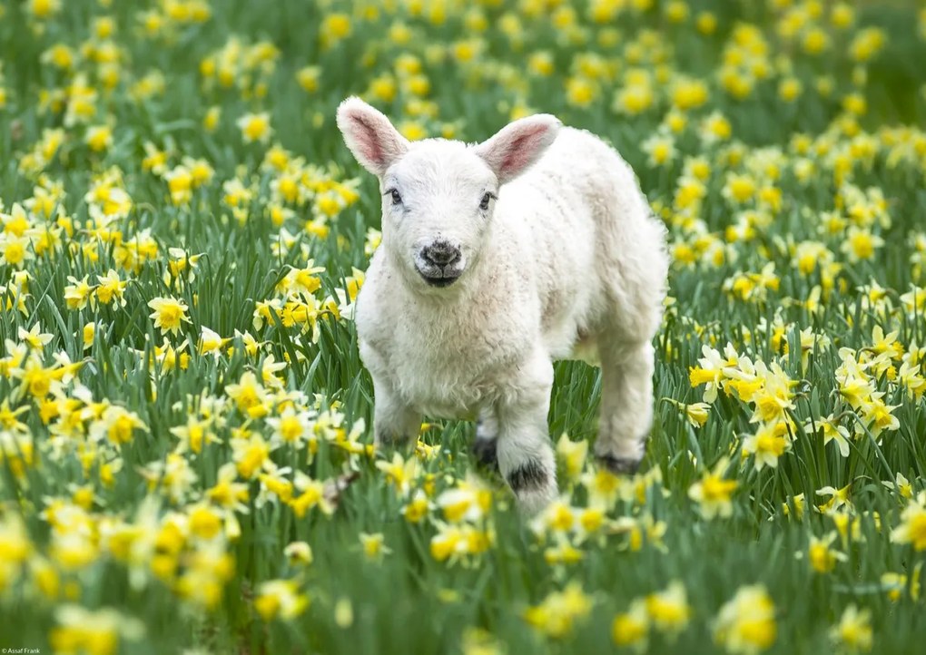 Poszter 42x29,7cm Bárány a nárciszmezőn, Assaf Frank