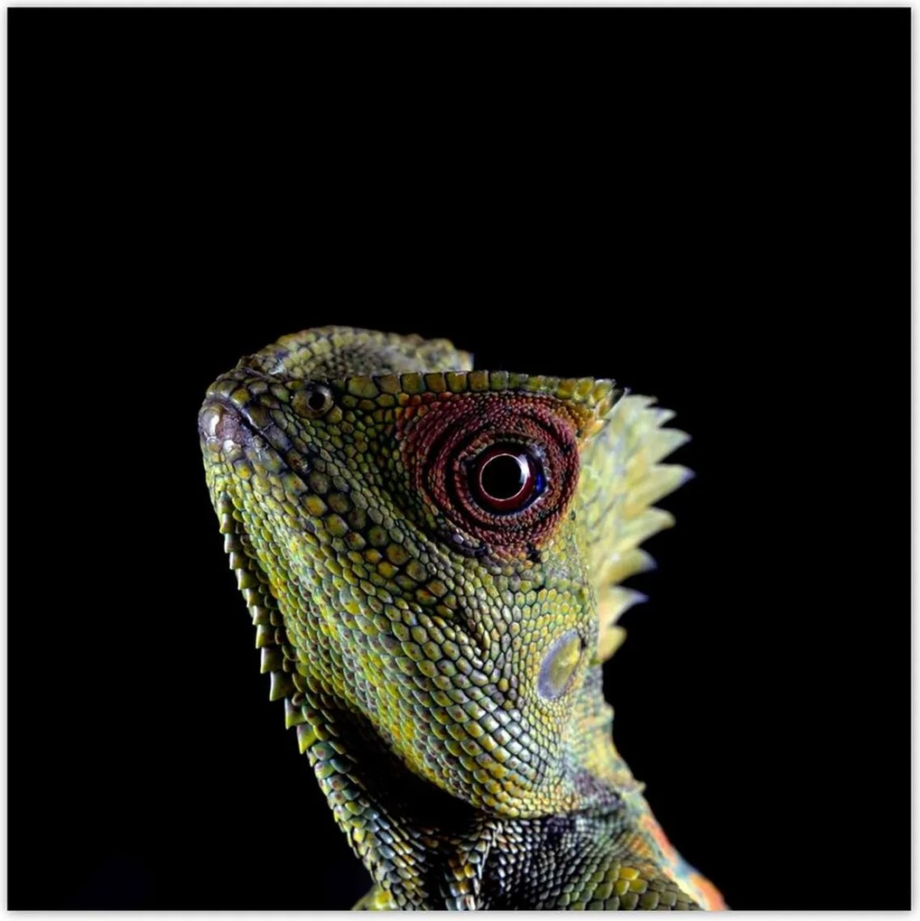 Poszterek 70x70 Zöld gyík erdő