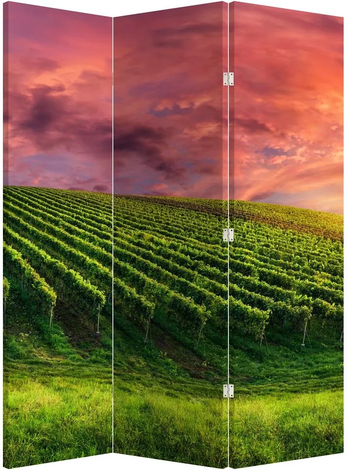 Paraván - Szőlőskert és a színes égbolt (126x170 cm)