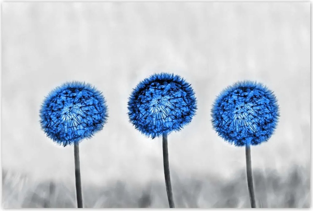 Poszterek 120x80 Kék pitypangok