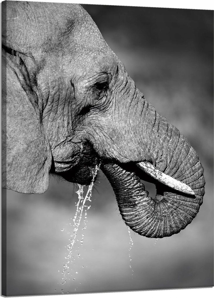 Vászonkép Fekete-fehér Vízivó elefánt 50x70 cm Ajándéknak is tökéletes