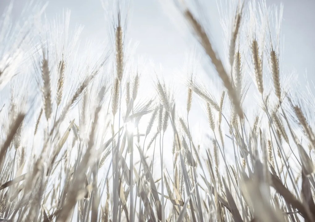 Poszter 84,1x59,4cm Napsugarak az árpán keresztül, Assaf Frank