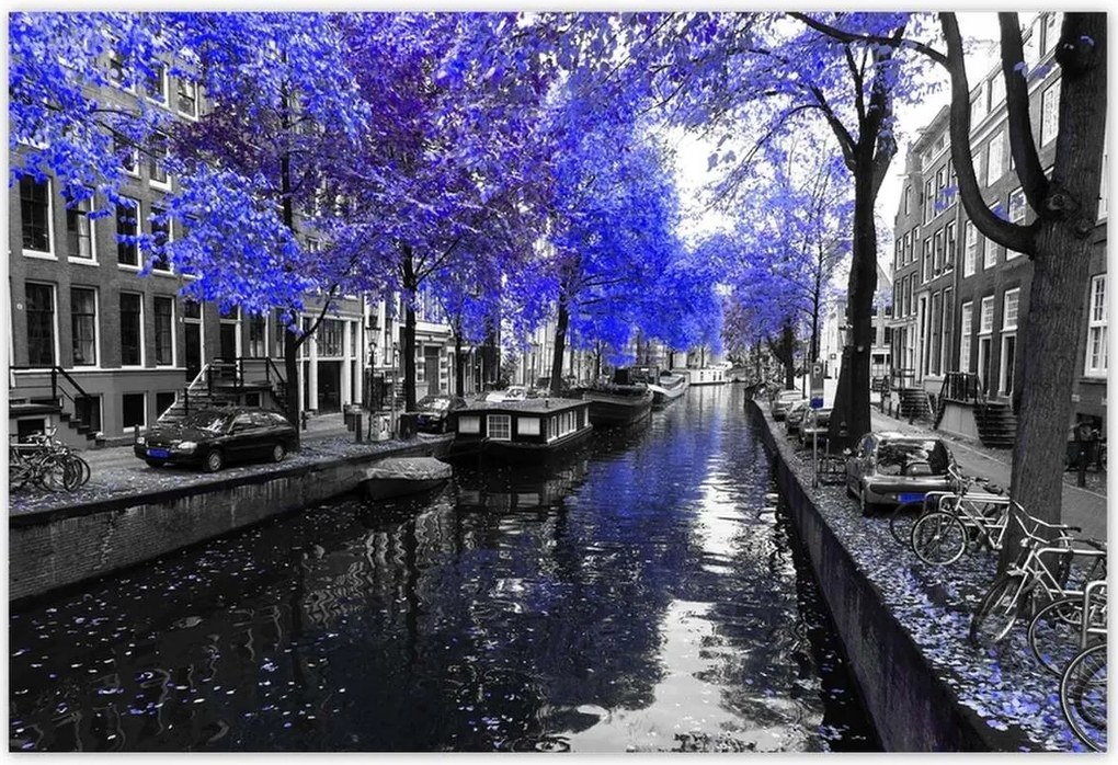 Poszterek 185x125 Búzavirág Amszterdam