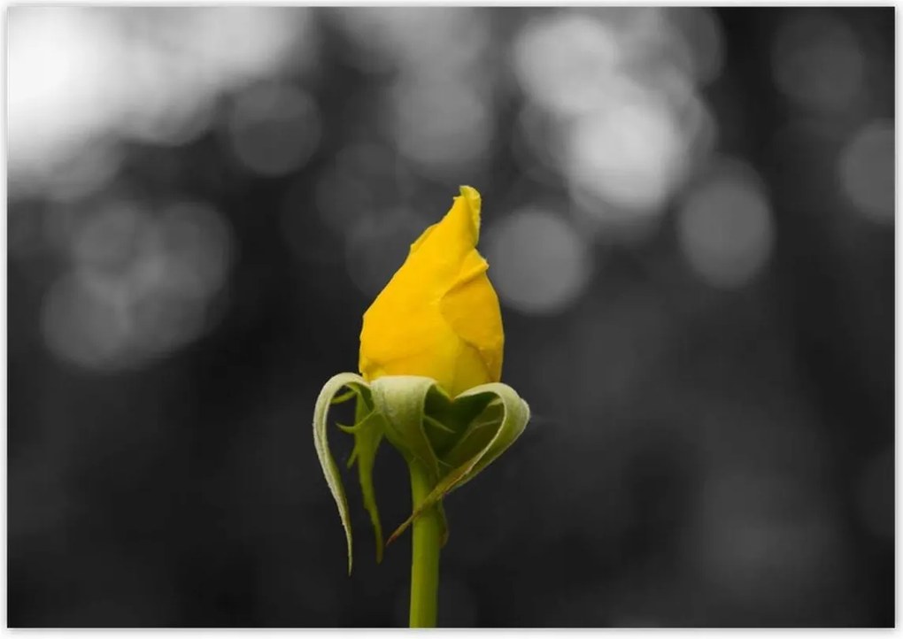 Poszterek 100x70 Sárga rózsa