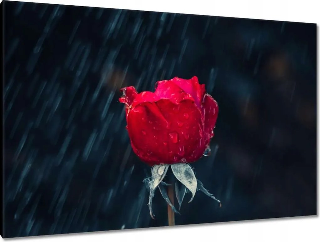 Vászonkép 120x80 Rózsa Virág Virágok Rózsa