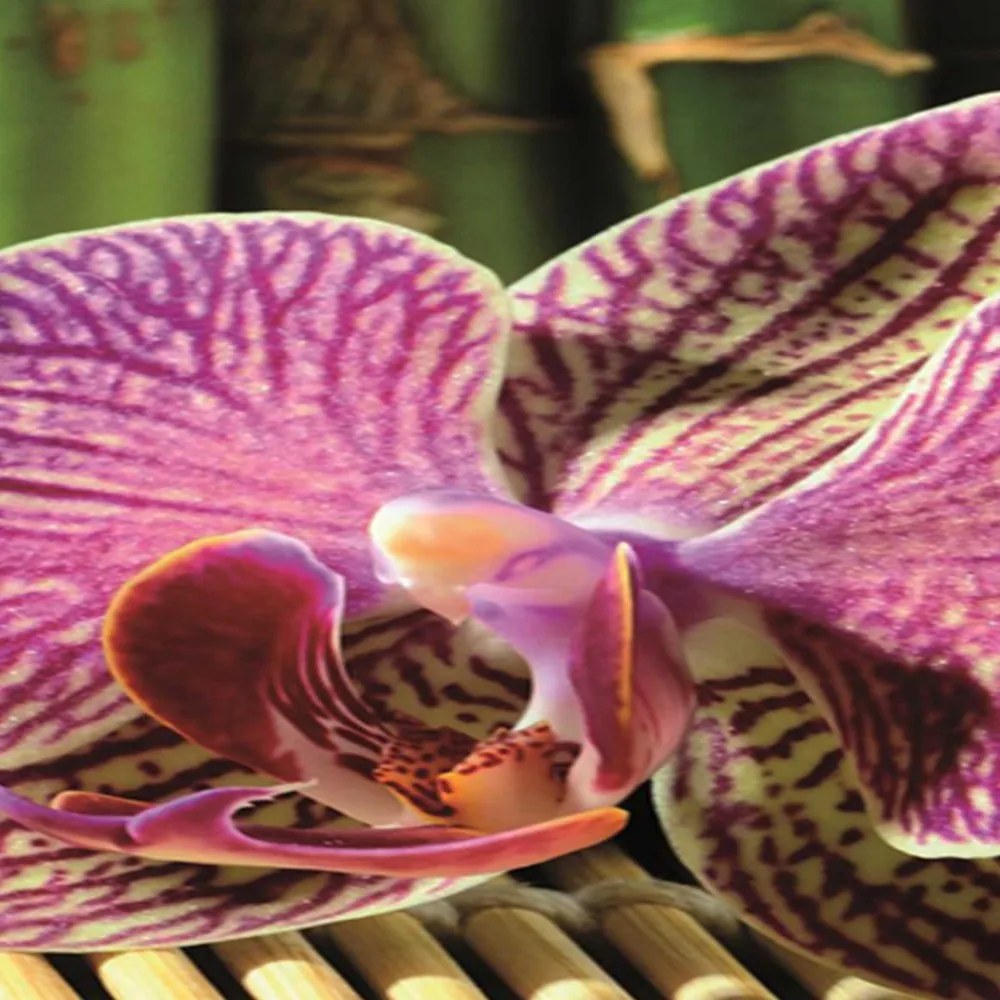 Gario Paraván Zen rózsaszín orchideával Méret: 145 x 170 cm, Kivitelezés: Klasszikus paraván