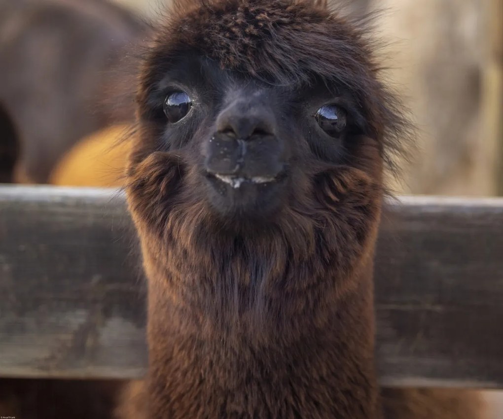 Poszter 60x50cm Alpaka, Assaf Frank