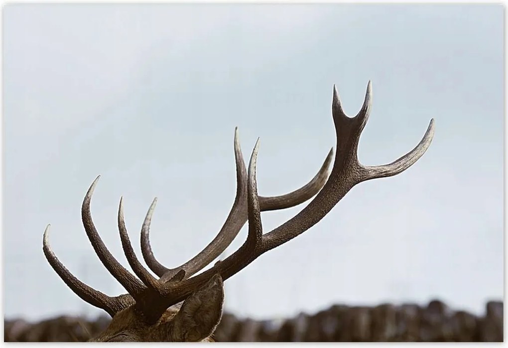 Poszterek 155x105 Szarvas felszarvazott