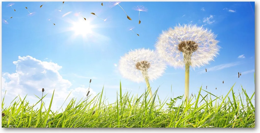 Fotó kép edzett üveg pitypang 140x70