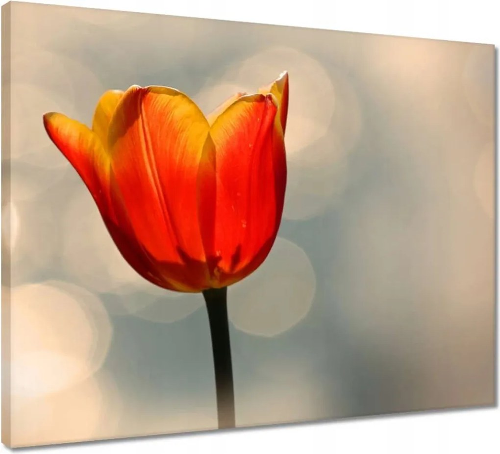 Vászonkép 50x40 Narancssárga tulipán