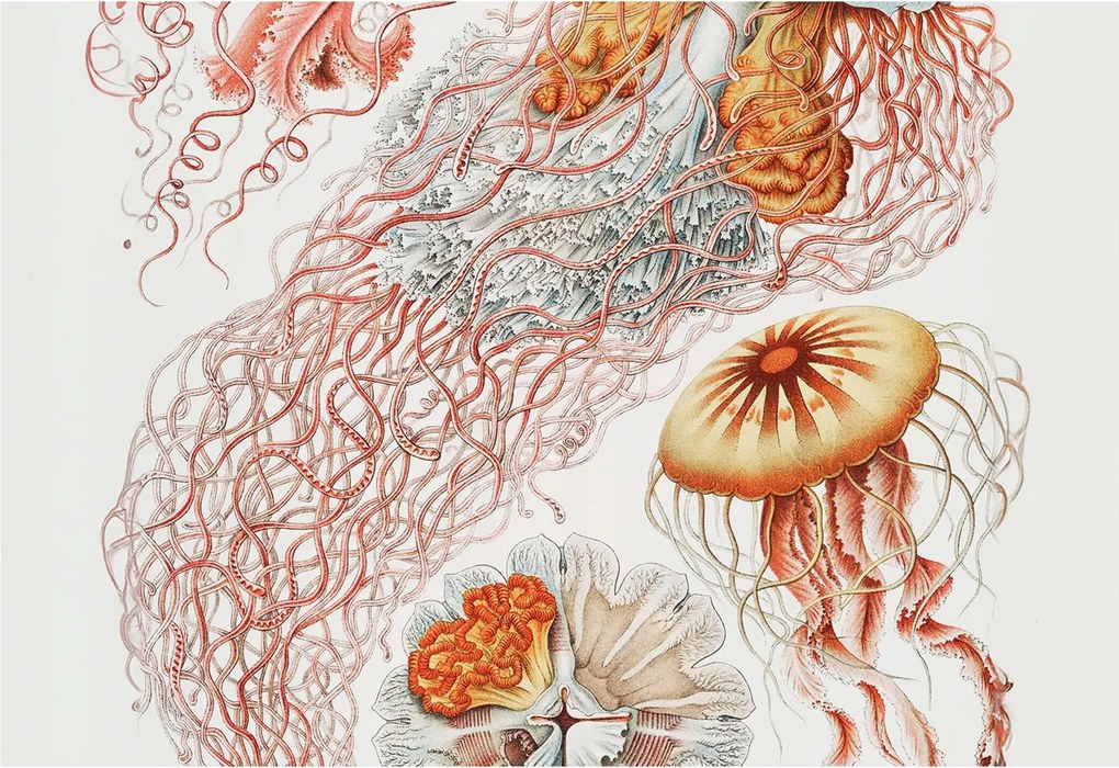 Fali tapéta Panorámával Fantázia medúzák 152x104 Ragasztó