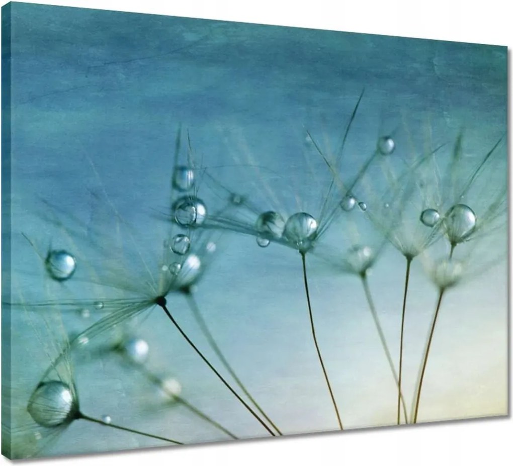 Vászonkép 50x40 Pitypang Virág Virágok