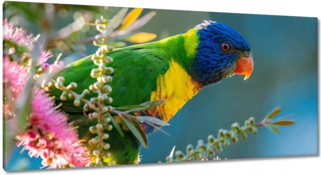 Vászonkép 115x55 Papagájok Madarak