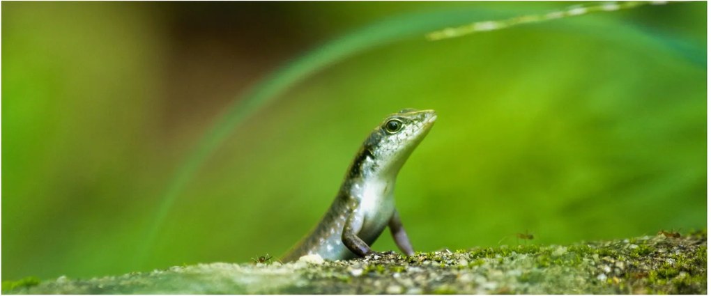 Gyíkok képe (120x50 cm)