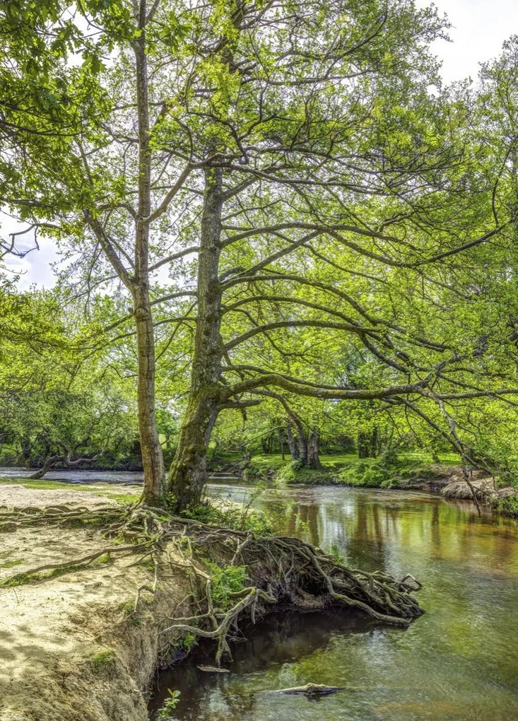 Poszter 39,5x55cm Tó az erdőben 2, Assaf Frank