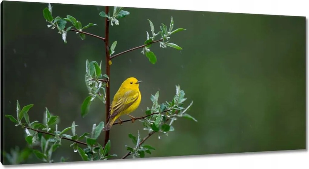 Vászonkép 115x55 Madarak