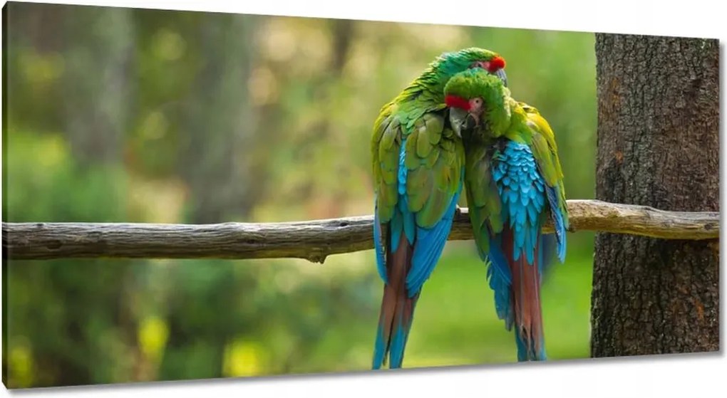 Vászonkép 115x55 Papagájok Madarak