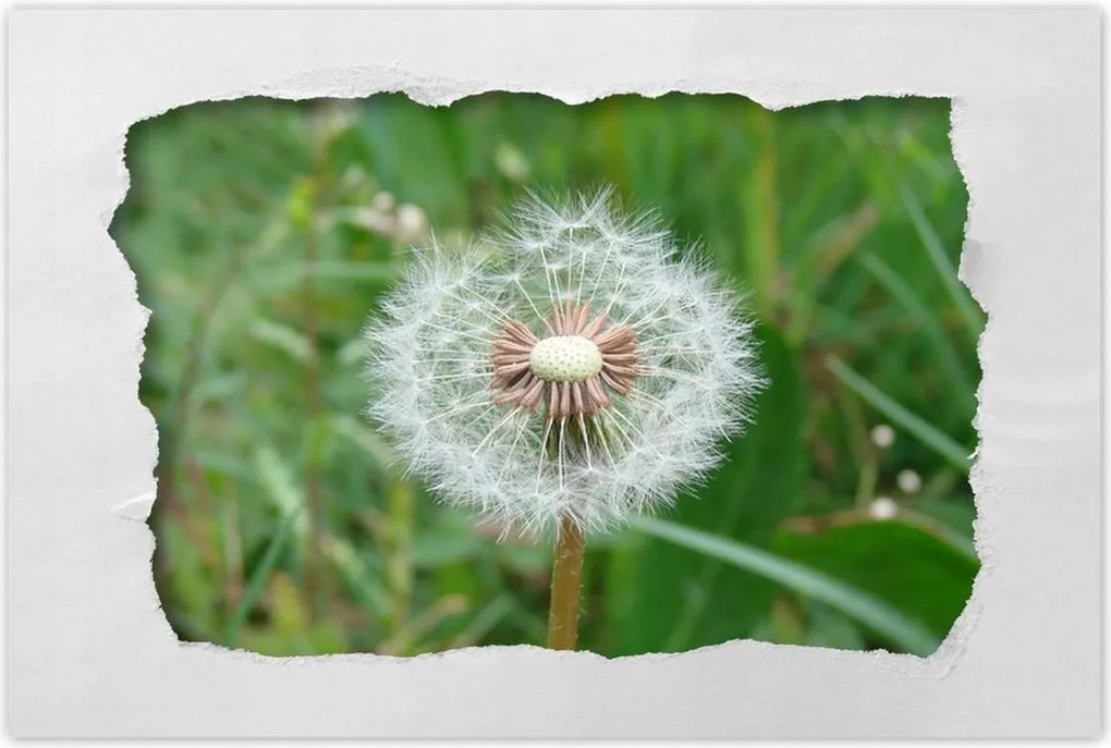 Poszterek 60x40 Pitypang Virág Virágok