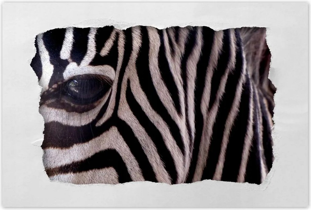 Poszterek 120x80 Makro fotó zebra