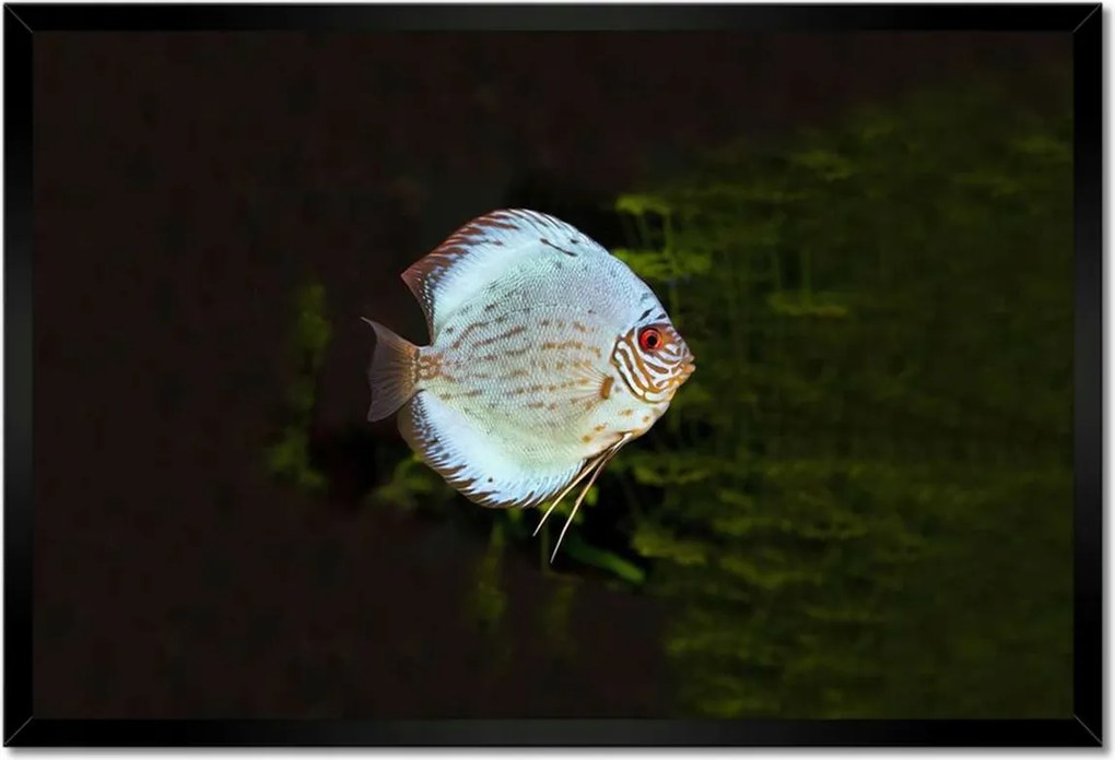 Poszterek keretben 60x40 Víz alatti élet Halak