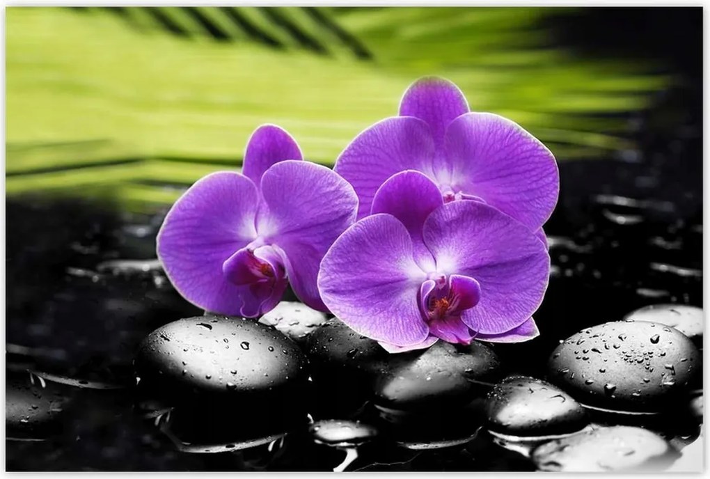 Poszterek 120x80 Orchideák a köveken