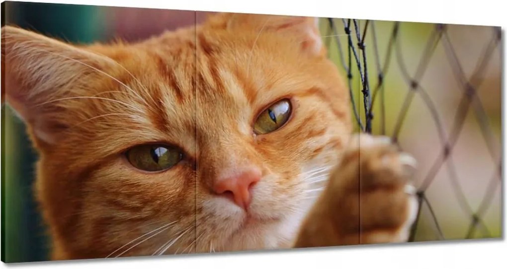 Képek 180x90 Cica Cicák Macskák