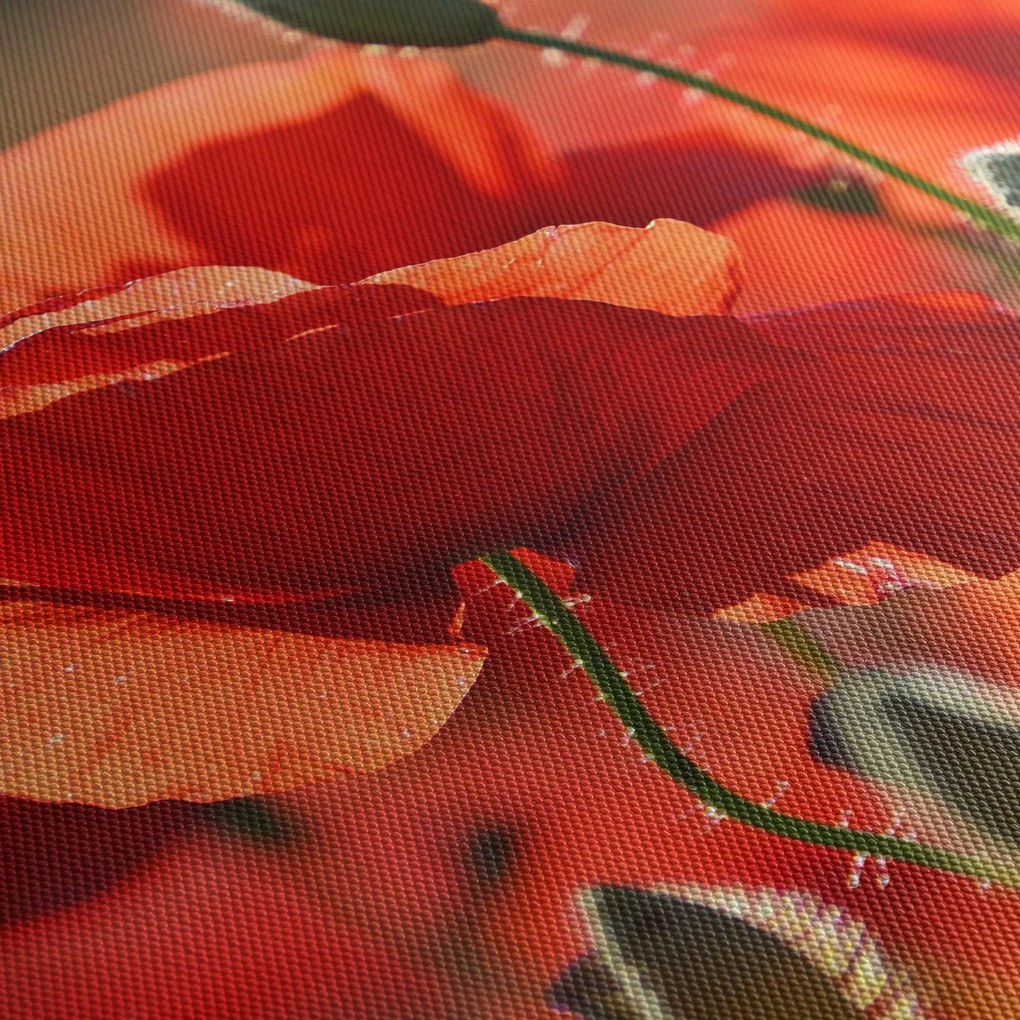 Pipacsok képe (90x60 cm)