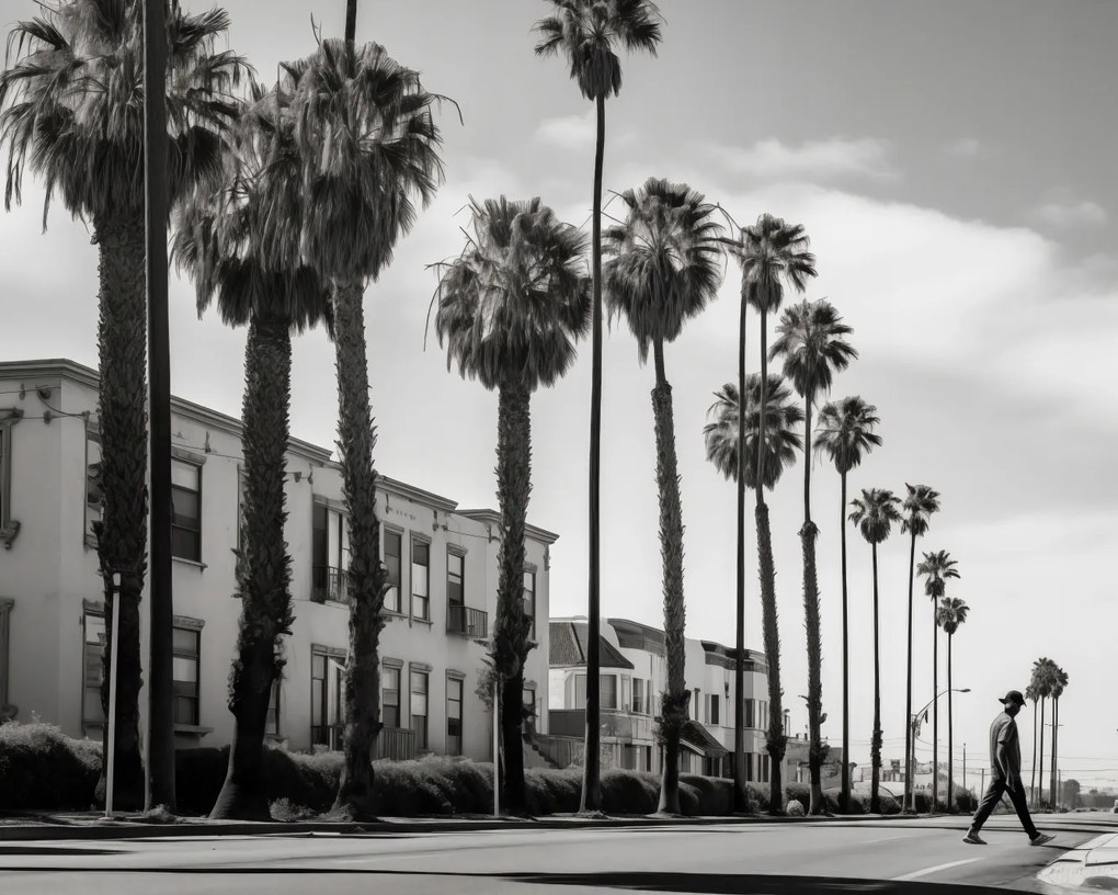 Poszter 50x40cm Séta a pálmafák árnyékában