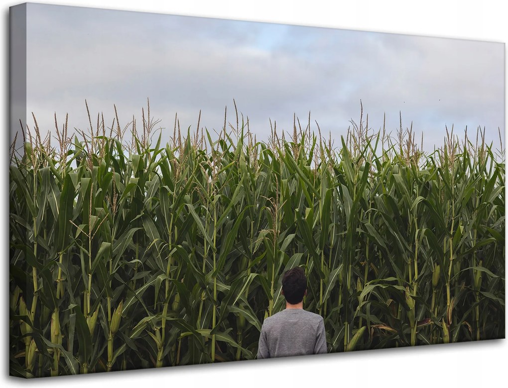 Vászonkép Natura Kukoricamező 80x50 cm
