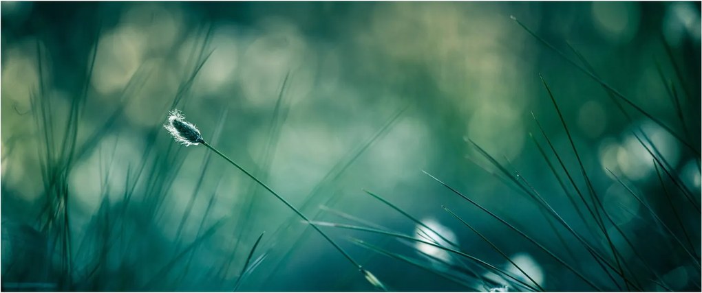Kép - A fű részlete (120x50 cm)