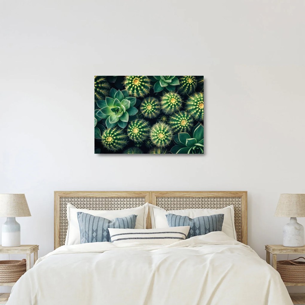 Üveg kép - Kaktuszok (70x50 cm)