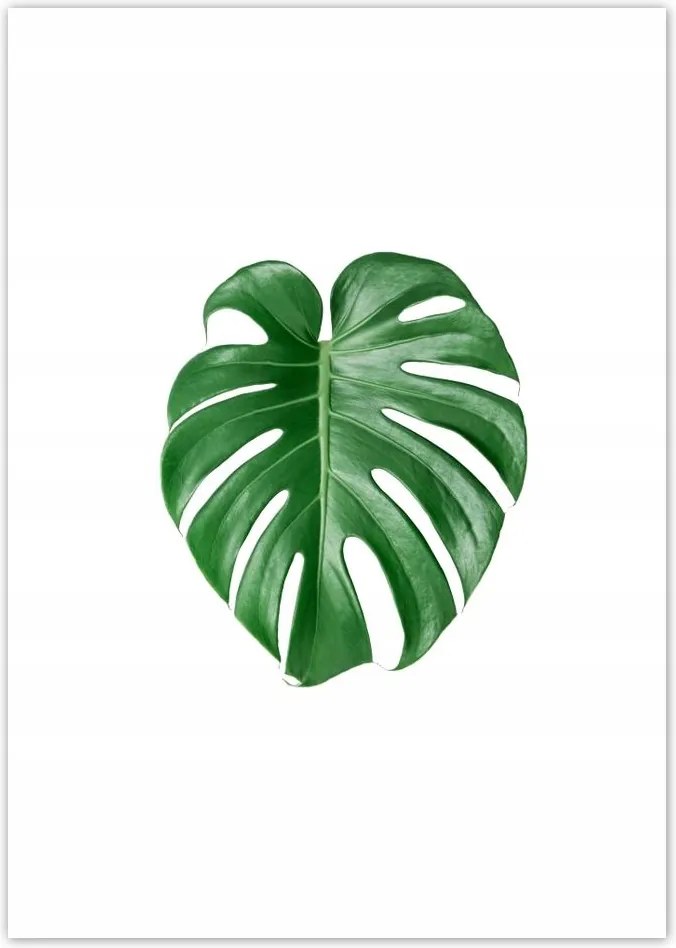 Poszterek A0 Pion Monstera Lyukas levél