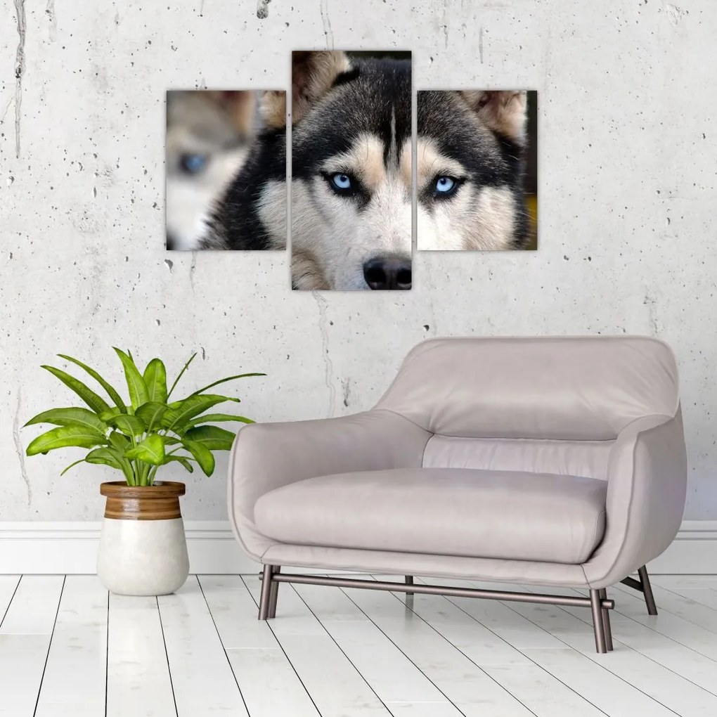 Husky kutya kép (90x60 cm)