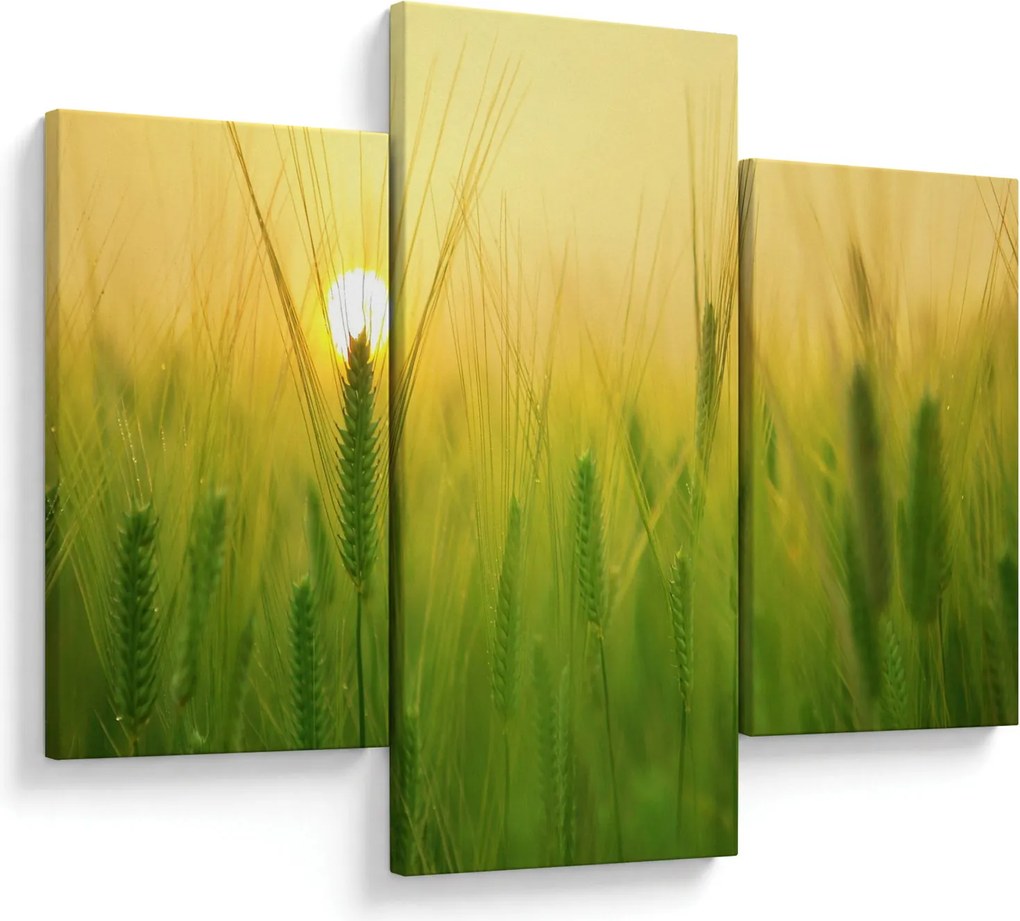 Kép - Mező gabonával (90x60 cm)